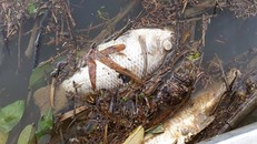 Cá lớn chết nổi trên sông Phủ.