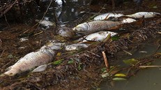 Cá chết trên sông Phủ.