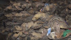 Khánh Hòa: Trả hồ sơ điều tra bổ sung vụ tàng trữ 10 tấn xác rùa biển