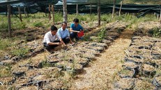 Vườn 12.000 bì gừng nhà ông Phùng Tất Thắng đã quá vụ thu hoạch