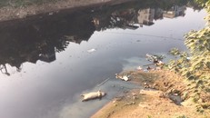 Lò mổ gia xúc xả thải trực tiếp xuống sông Đáy