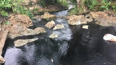 Khu vực mó nước gốc sung có màu đen đặc. Đến gần mó nước ngửi thấy mùi hôi khó chịu