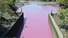 Cống số 6 (xã Tân Hải, huyện Tân Thành) bị ô nhiễm khiến xuất hiện các loại tảo làm nước chuyển màu, tới đây sẽ được đầu tư để cải tạo, khắc phục. Ảnh: TK