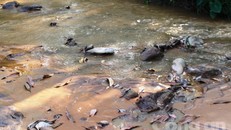 Dòng suối có màu vàng đục nghi do hồ chứa thải bị vỡ chạy ra