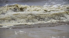 Nước biển chuyển màu đen bất thường