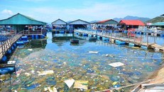 Rác bủa vây các nhà hàng nổi trên biểnẢnh: Nguyễn Huân.