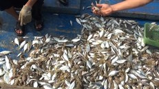 Một số cá chết được thu gom. Ảnh: MH.