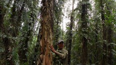 Hậu Giang: Nâng mức cảnh báo cháy rừng lên cấp nguy hiểm