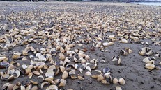 Vẫn chưa rõ nguyên nhân ngao chết hàng loạt ở Thanh Hoá 