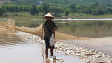 Cá chết hàng loạt không rõ nguyên nhân tại đập Bình Hà (Bình Phước)