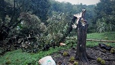 Trận lốc xoáy đã quật ngã khoảng 10ha sầu riêng sắp tới kỳ thu hoạch