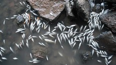 Cá chết nổi trắng sông Bàu Giang (Quảng Ngãi). Ảnh: T.H