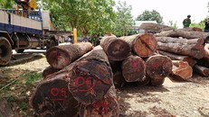 Số lượng gỗ của trùm Phượng “râu” bị cơ quan chức năng bắt giữ.