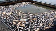 Cá chết ở Nam Tân, huyện Nam Sách. Ảnh báo TN&MT.