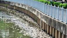 Ảnh: Báo Dân Việt