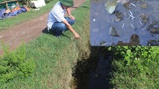 Cá chết trên kênh N3