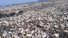 Bãi ngao tại xã Quảng Thạch bị chết trắng do tảo nở hoa.