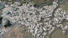 Cá chết nổi trắng sông Bàu Giang.