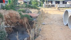 Nước thải trại nuôi heo chảy tràn ra đường.