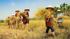 Khách Tây thích cưỡi trâu, cấy lúa và sức hút của du lịch nông nghiệp