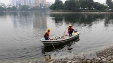 Cán bộ vệ sinh môi trường của Công ty thoát nước Hà Nội tiến hành vớt cá chết quanh hồ Hoàng Cầu. Ảnh: Thành Đạt/TTXVN