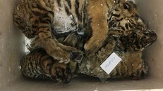 5 cá thể hổ được công an phát hiện và bắt giữ.