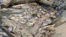 Cá chết trắng nổi thành mảng tại hồ điều hòa