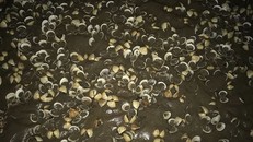 Nghêu gần thu hoạch bỗng dưng chết.