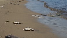 Thiếu oxy là nguyên nhân của hiện tượng cá chết trắng trên sông Phú Lộc - Đà Nẵng 