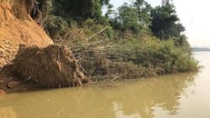 Sóc Trăng: Sạt lở ven sông Hậu nhấn chìm nhà dân