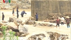 Nhiều người dân Lai Châu vẫn đi vớt củi trong mưa lũ