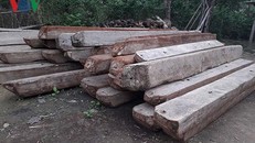 15 cán bộ bị kỷ luật vì để lâm tặc đốn hạ 100m3 gỗ