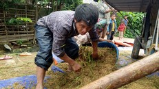 Nông dân trồng lúa ở Mường Mít bất lực trước sự tàn phá của lũ, cố ra đồng bới đất tìm từng bông lúa đem về rửa, phơi để sử dụng. Ảnh: S.T.L