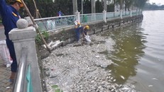 Nguyên nhân ban đầu khiến cá chết tại Hồ Tây 