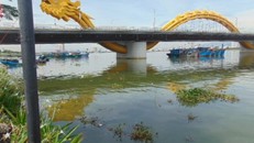 Những đám bèo lớn tập trung thành đám lớn ở đoạn giữa cây cầu Rồng và cầu sông Hàn