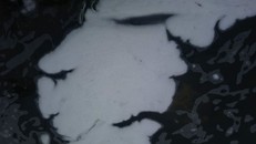 Bọt trắng bẩn thỉu trên sông An Cựu