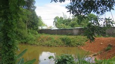 Trang trại chăn nuôi lợn Gia Huy nằm sát liền kề gây ảnh hưởng tới aao cá gia đình ông Nguyễn Văn Luận.