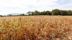 Hơn 100ha ngô của nông dân xã Phước Hòa, Bác Ái (Ninh Thuận) bị chết khô.