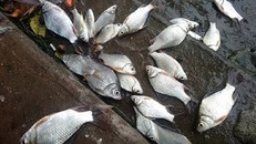 Cá trên sông An Cựu chết hàng loạt sau mưa lớn.