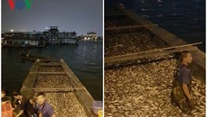 Cá chết được công nhân vớt để đem đi tiêu hủy.