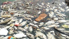 Cá chết nổi trắng hồ