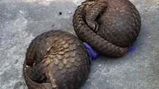 2 trong số cá thể tê tê bị bắt giữ