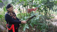 Bà Triệu Thị Thanh, một trong những người còn lưu giữ được các tri thức dân gian của nghề thuốc nam ở Ba Vì