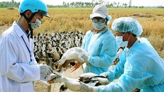 Long An phát hiện ổ dịch cúm gia cầm H5N1