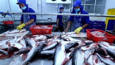 Chế biến cá tra xuất khẩu tại nhà máy của Công ty TNHH Công nghiệp Thủy sản miền Nam (thành phố Cần Thơ). (Ảnh: Vũ Sinh/TTXVN)