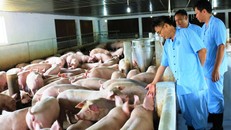 Chủ tịch Hà Nội ký công điện khẩn để đối phó dịch tả lợn Châu Phi