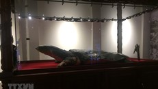 Mẫu vật Rùa Hồ Gươm được trưng bày tại đền Ngọc Sơn. (Ảnh: Đinh Thuận/TTXVN)