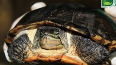 Cá thể rùa Cathay trước khi bàn giao cho Trung tâm Bảo tồn rùa Cúc Phương. Ảnh: ATP 