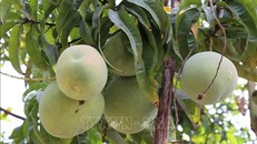 Việt Nam xuất khẩu lô xoài đầu tiên sang thị trường Mỹ