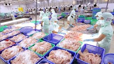 Chế biến cá tra xuất khẩu tại Công ty Xuất nhập khẩu thủy sản Cửu Long An Giang. Ảnh: Vũ Sinh/TTXVN